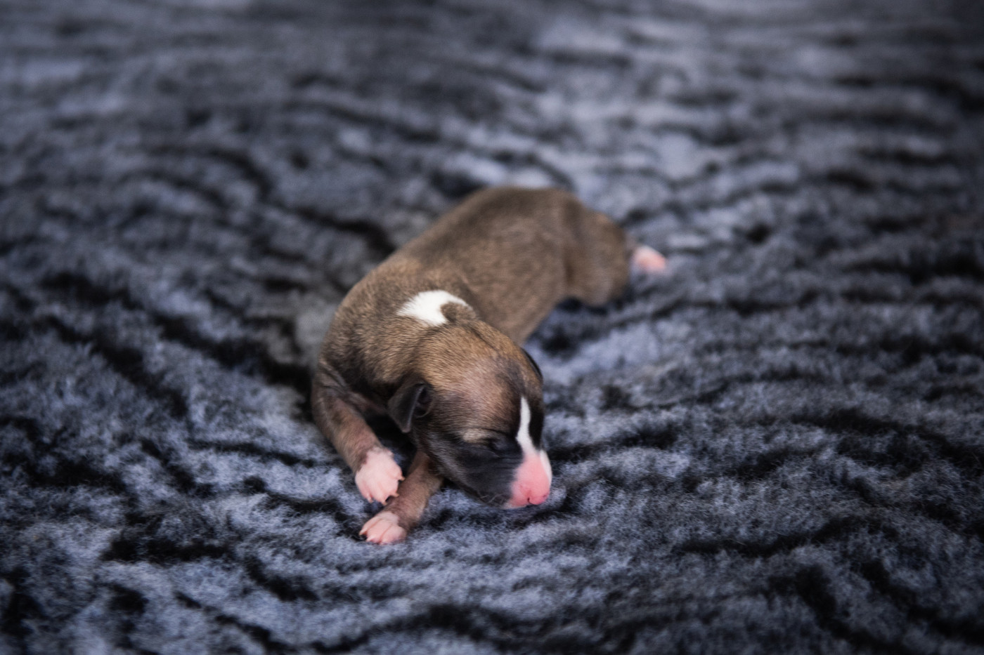 Du Domaine De La Poiriere - Chiots disponibles - Whippet
