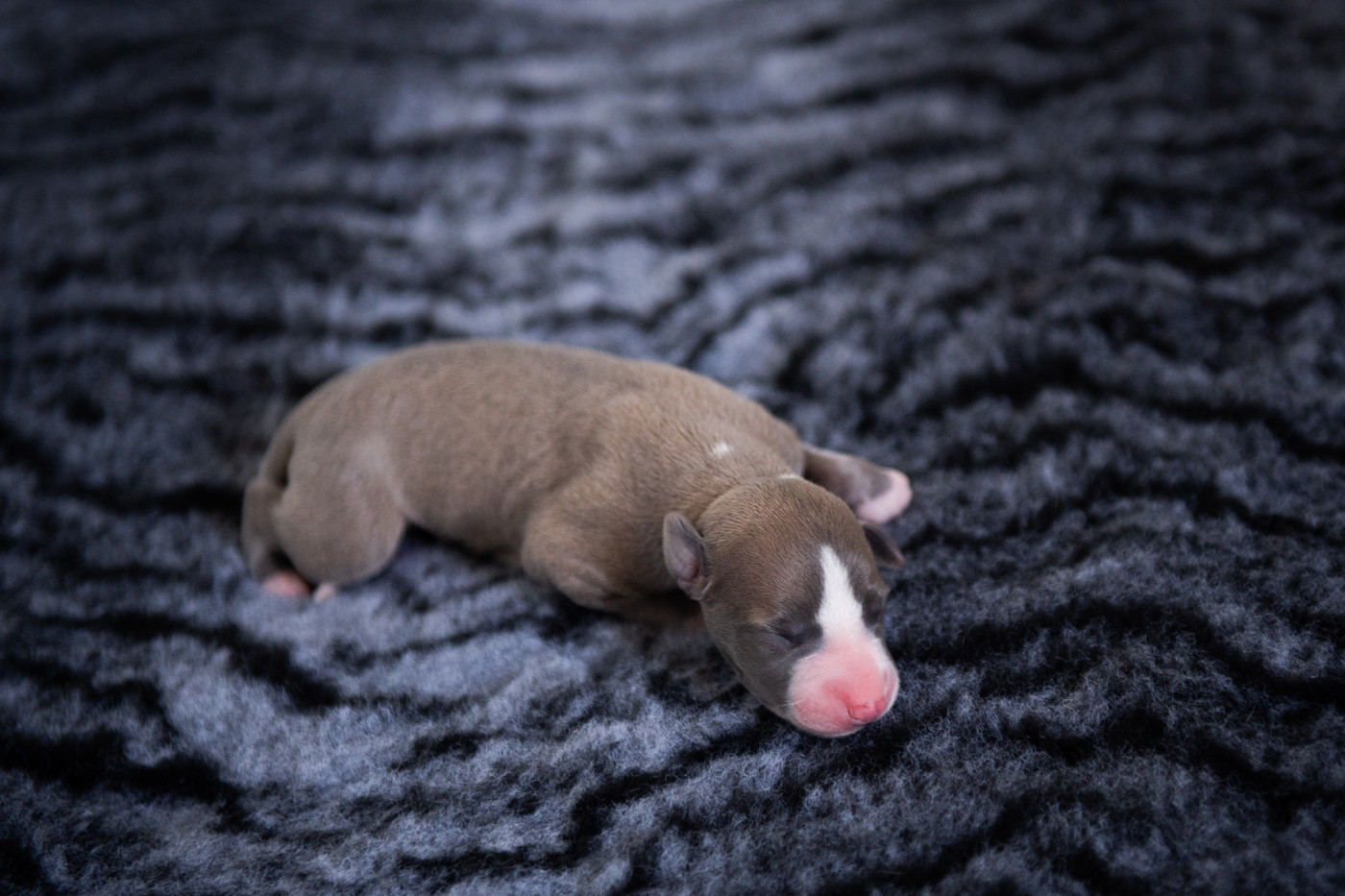 Du Domaine De La Poiriere - Chiots disponibles - Whippet