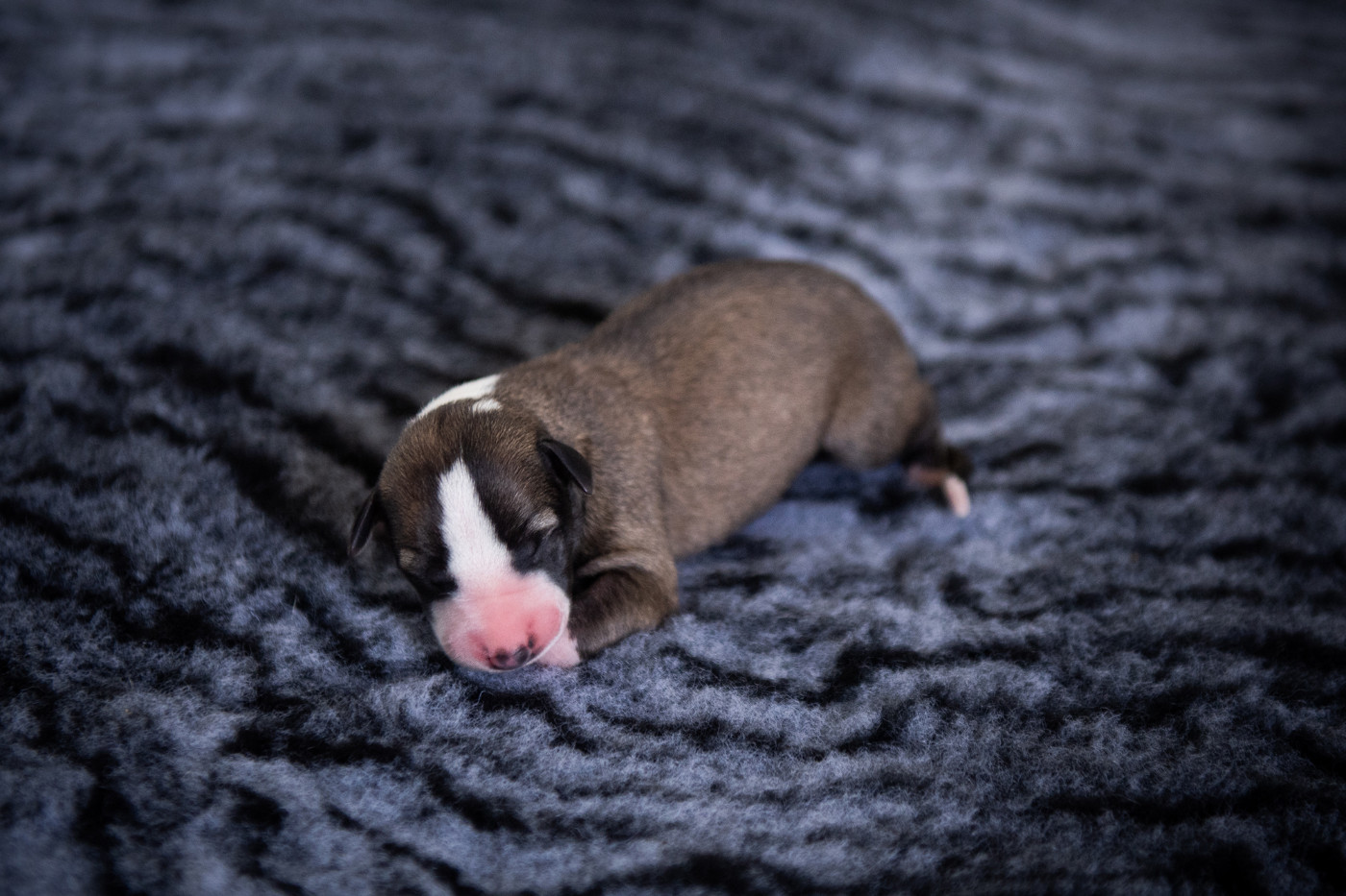 Du Domaine De La Poiriere - Chiots disponibles - Whippet