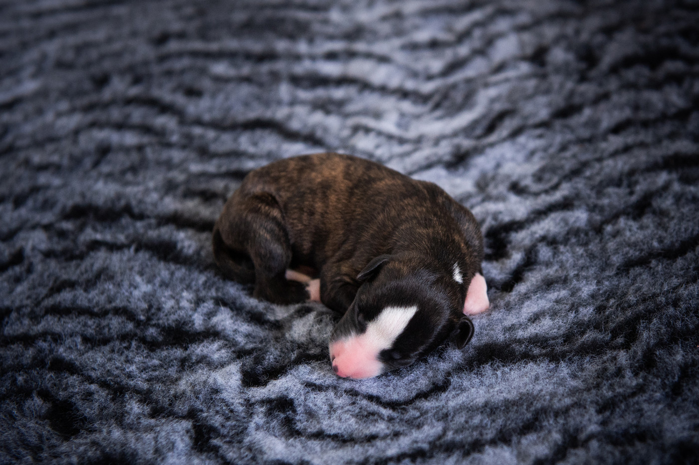 Du Domaine De La Poiriere - Chiots disponibles - Whippet