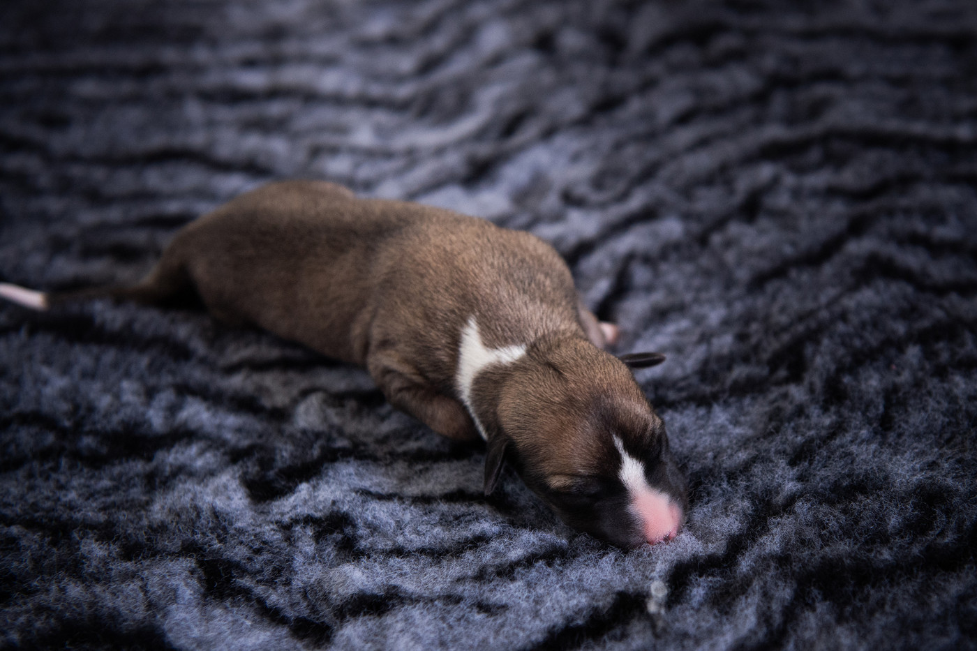 Du Domaine De La Poiriere - Chiots disponibles - Whippet