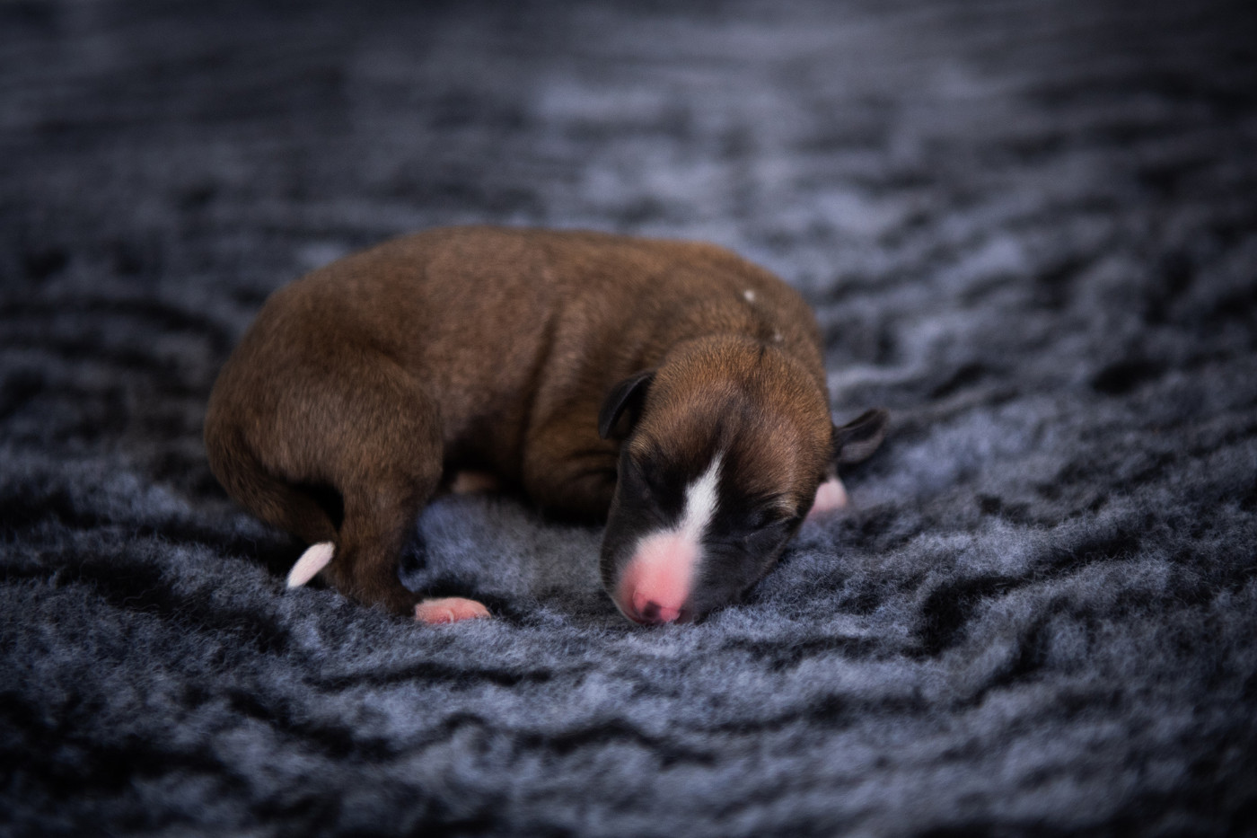 Du Domaine De La Poiriere - Chiots disponibles - Whippet