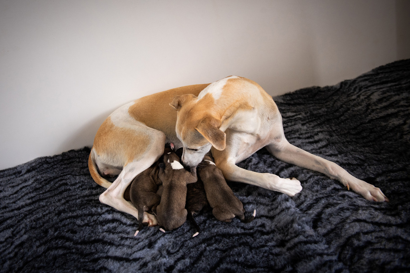 Chiot Whippet Du Domaine De La Poiriere