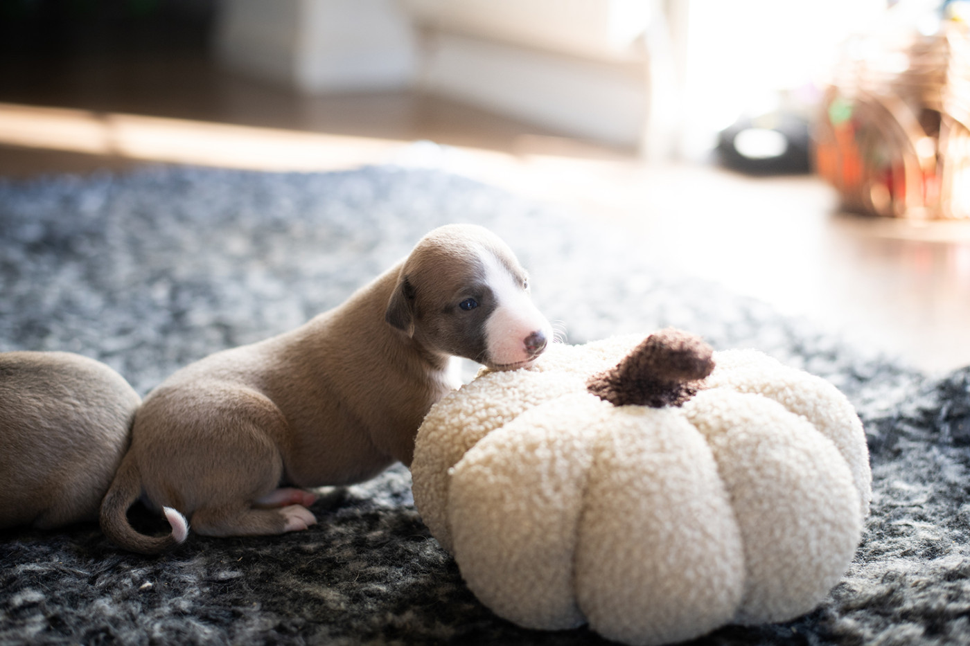 Du Domaine De La Poiriere - Chiots disponibles - Whippet