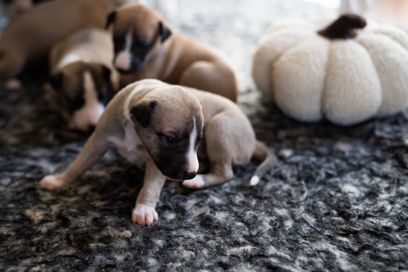 Du Domaine De La Poiriere - Chiots disponibles - Whippet