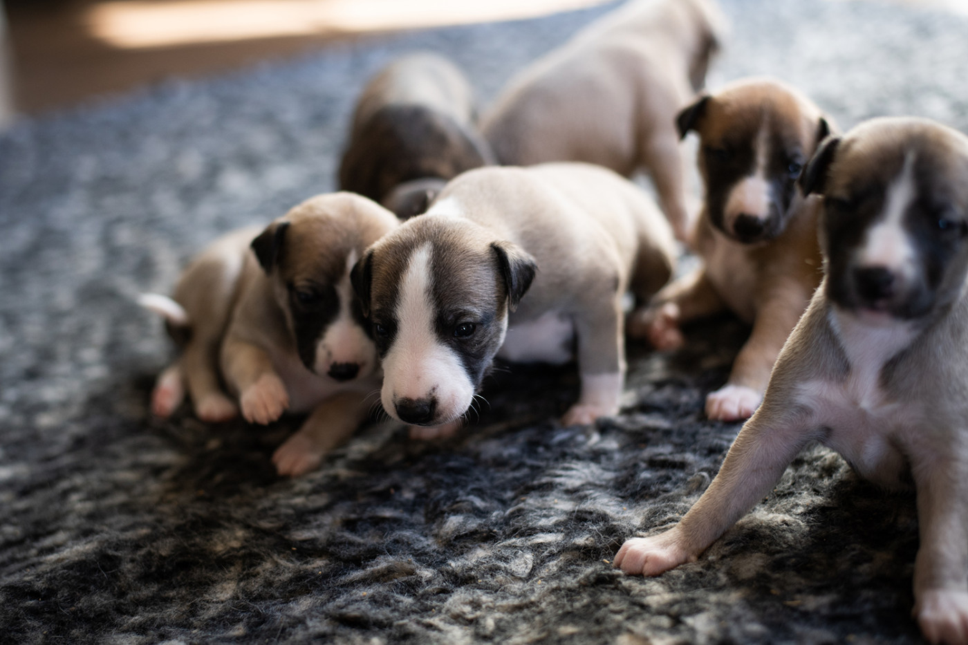 Du Domaine De La Poiriere - Chiots disponibles - Whippet
