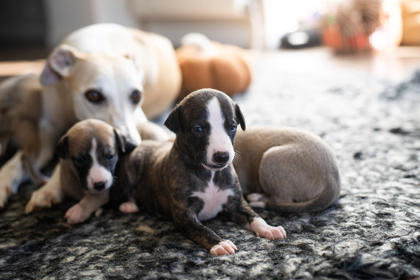 Du Domaine De La Poiriere - Chiots disponibles - Whippet