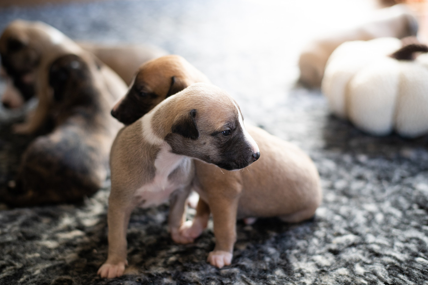Du Domaine De La Poiriere - Chiots disponibles - Whippet