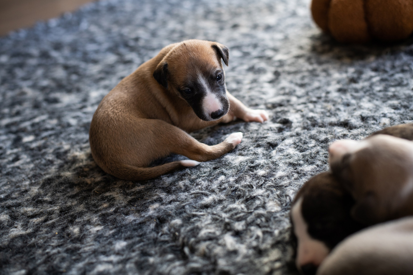 Du Domaine De La Poiriere - Chiots disponibles - Whippet