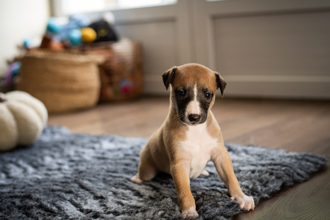 Du Domaine De La Poiriere - Chiots disponibles - Whippet
