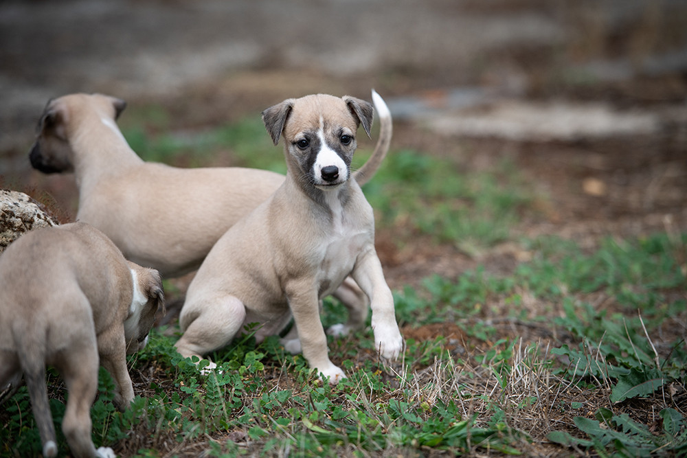 Du Domaine De La Poiriere - Chiots disponibles - Whippet