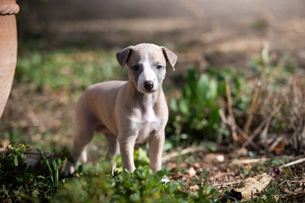 Du Domaine De La Poiriere - Chiots disponibles - Whippet