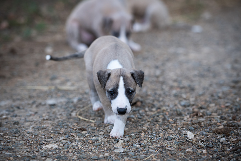 Du Domaine De La Poiriere - Chiots disponibles - Whippet