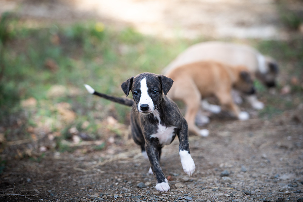 Du Domaine De La Poiriere - Chiots disponibles - Whippet
