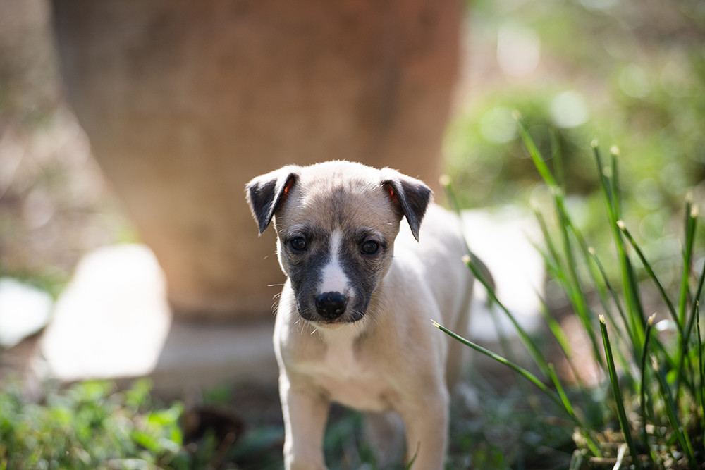 Du Domaine De La Poiriere - Chiots disponibles - Whippet