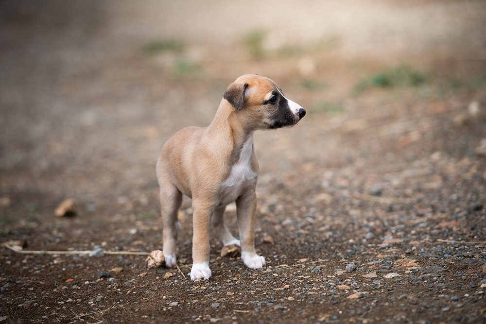 Du Domaine De La Poiriere - Chiots disponibles - Whippet