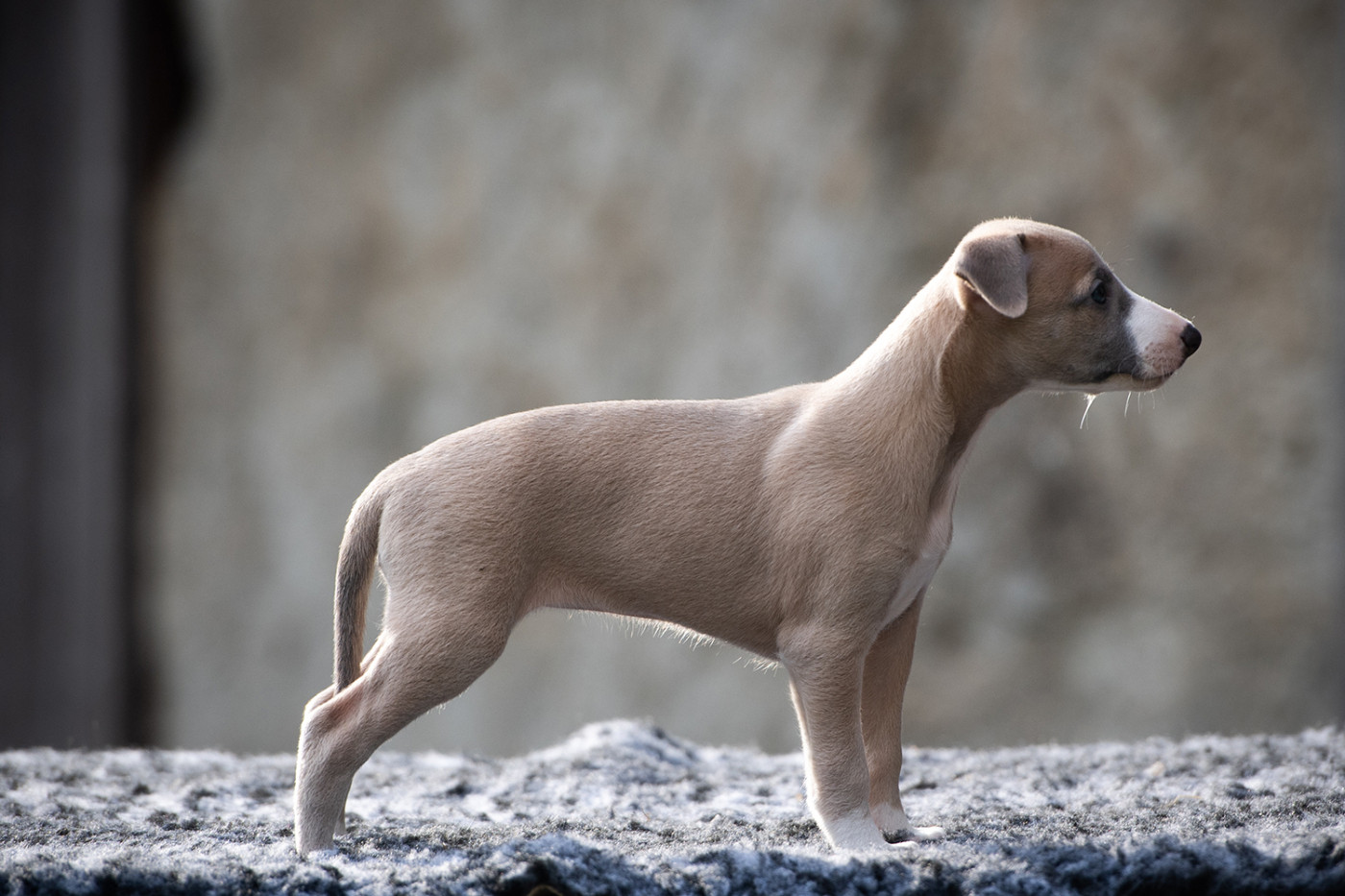 Du Domaine De La Poiriere - Chiots disponibles - Whippet