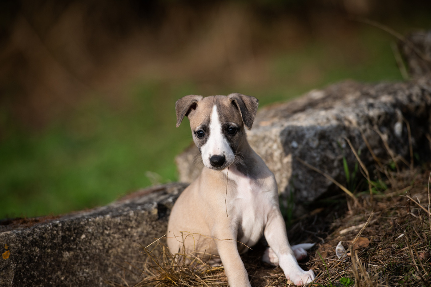 Du Domaine De La Poiriere - Chiots disponibles - Whippet