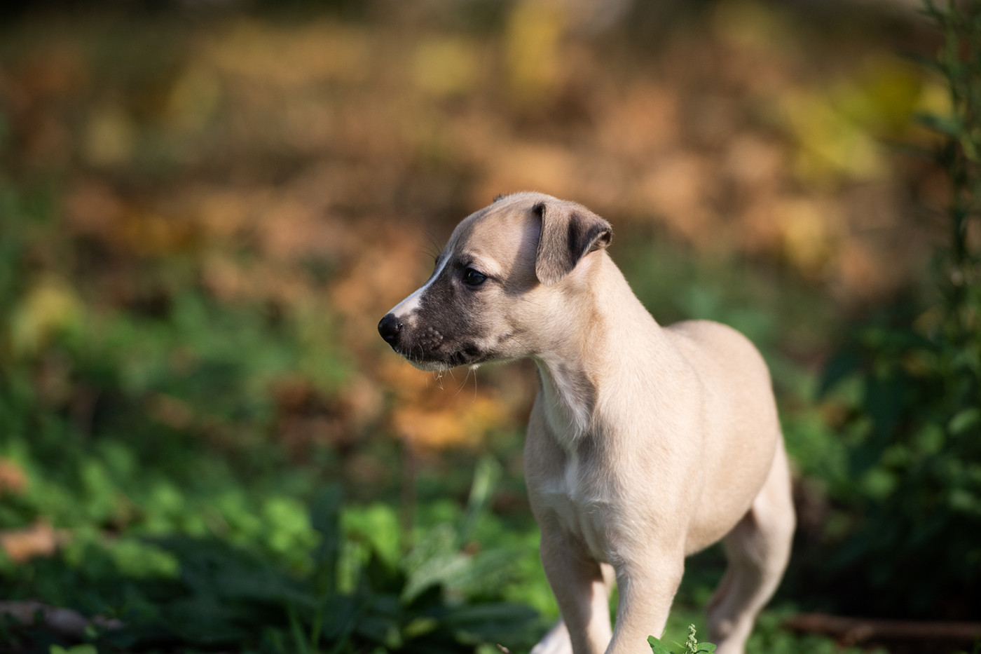 Du Domaine De La Poiriere - Chiots disponibles - Whippet