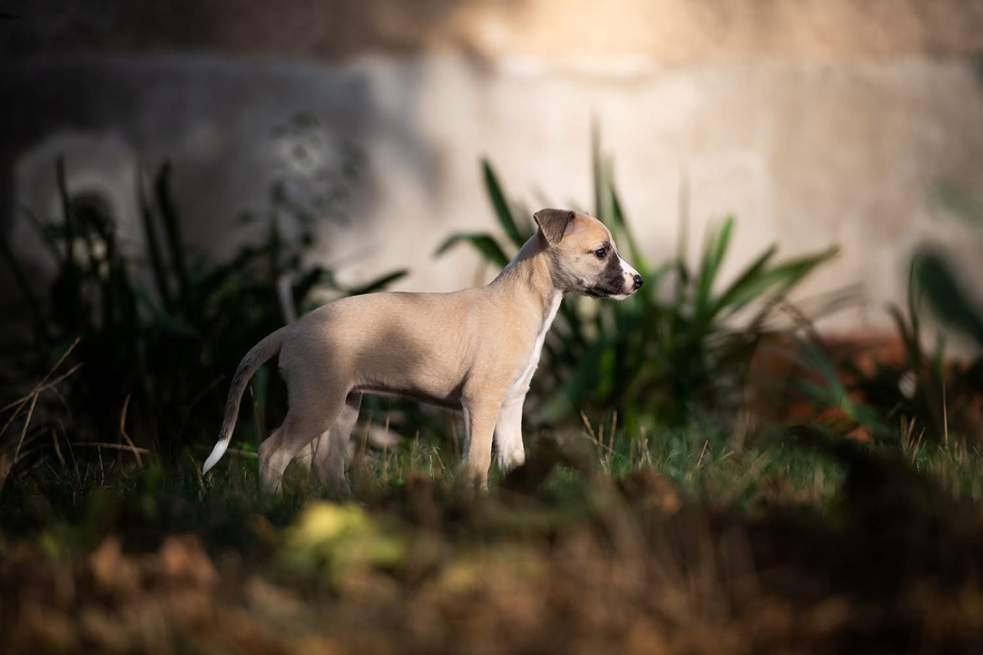 Chiot Whippet Du Domaine De La Poiriere