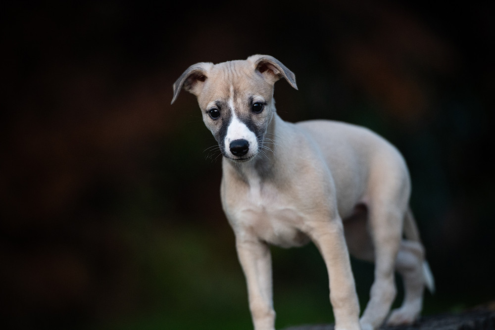 Du Domaine De La Poiriere - Chiots disponibles - Whippet