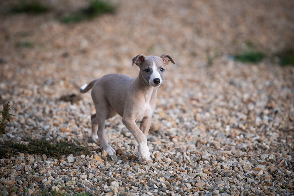 Du Domaine De La Poiriere - Chiots disponibles - Whippet