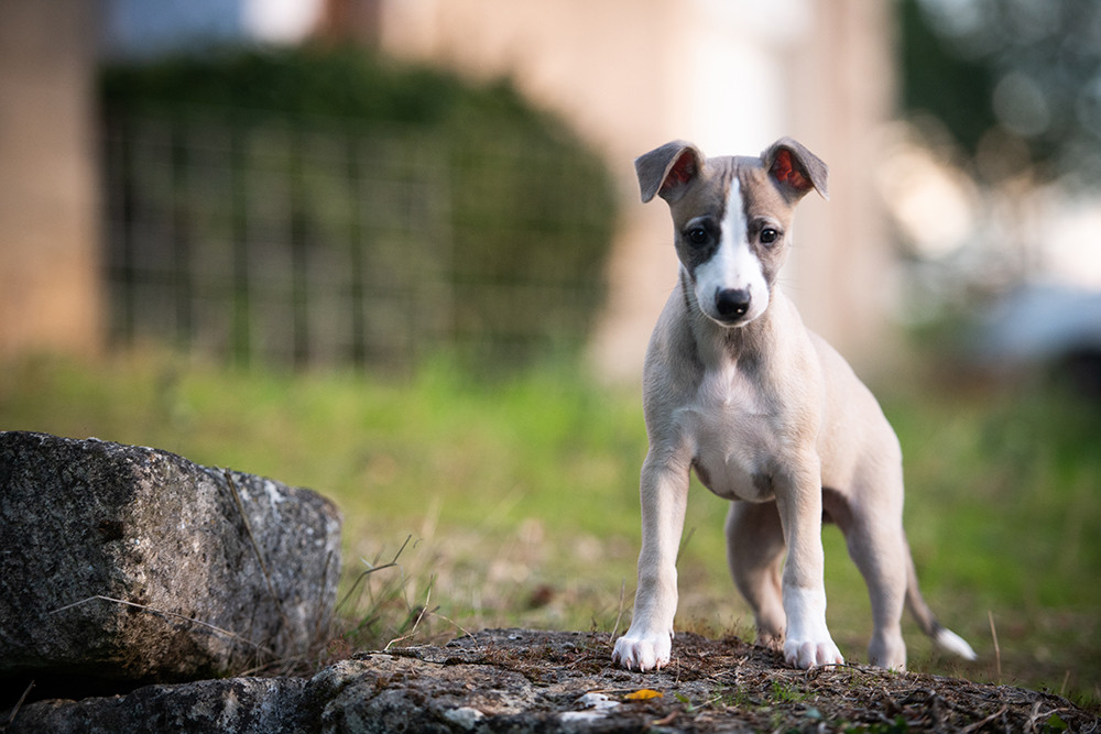 Du Domaine De La Poiriere - Chiots disponibles - Whippet