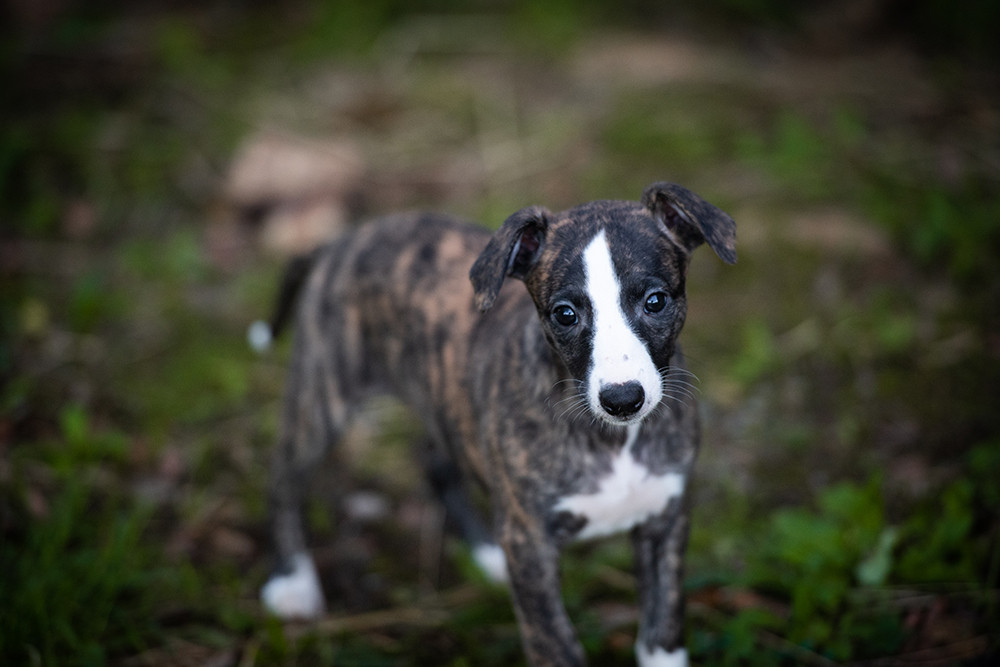 Du Domaine De La Poiriere - Chiots disponibles - Whippet
