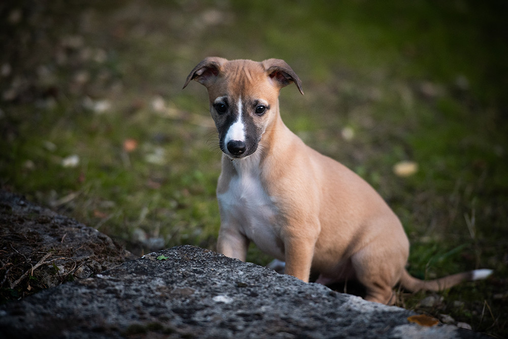 Du Domaine De La Poiriere - Chiots disponibles - Whippet